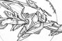 Plants: image 1 0f 27 thumb
