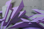 Plants: image 1 0f 27 thumb
