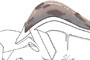 Plants: image 1 0f 27 thumb